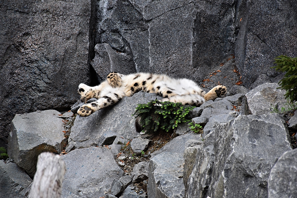 Snow leopard