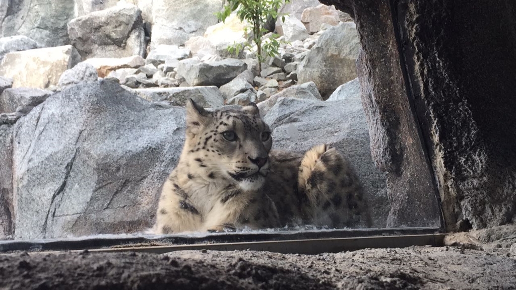 Snow leopard