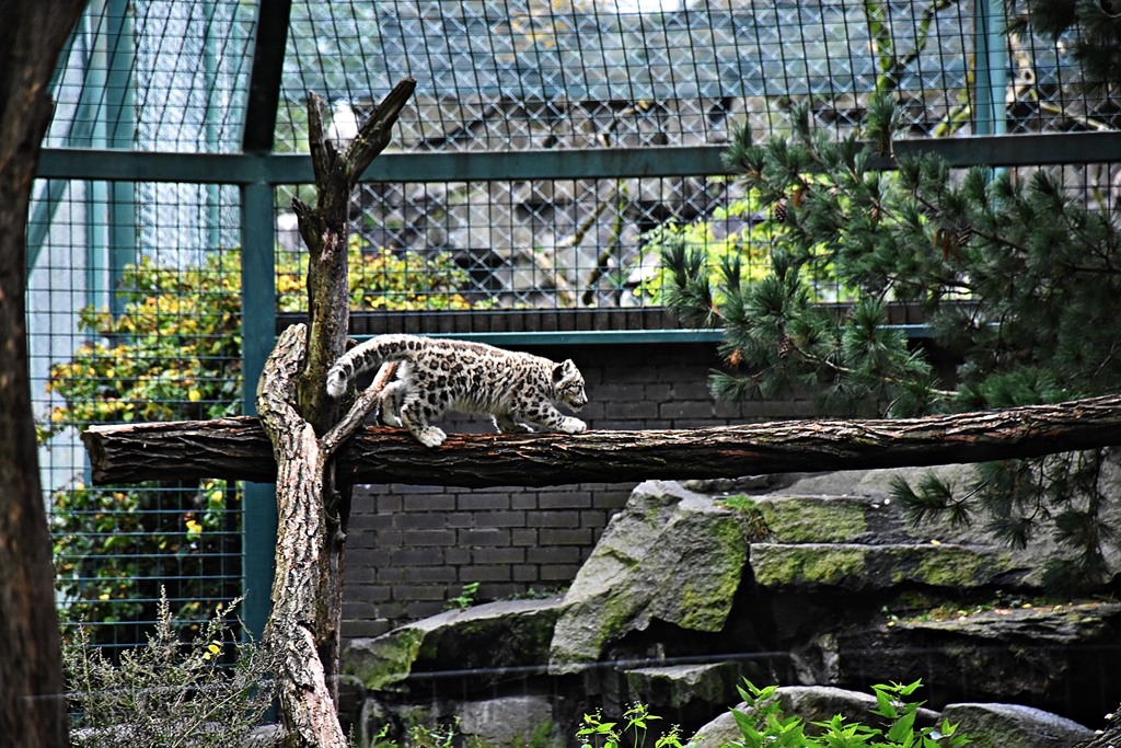 Snow leopard