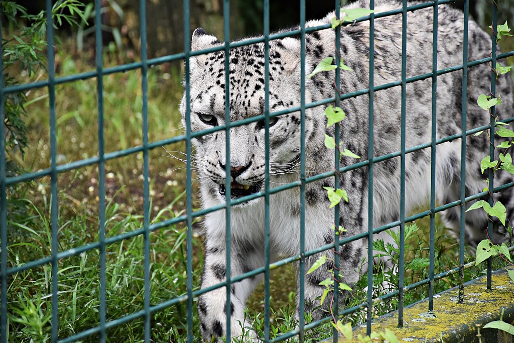 Snow leopard