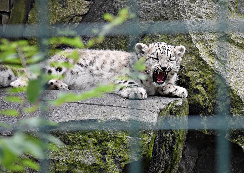 Snow leopard