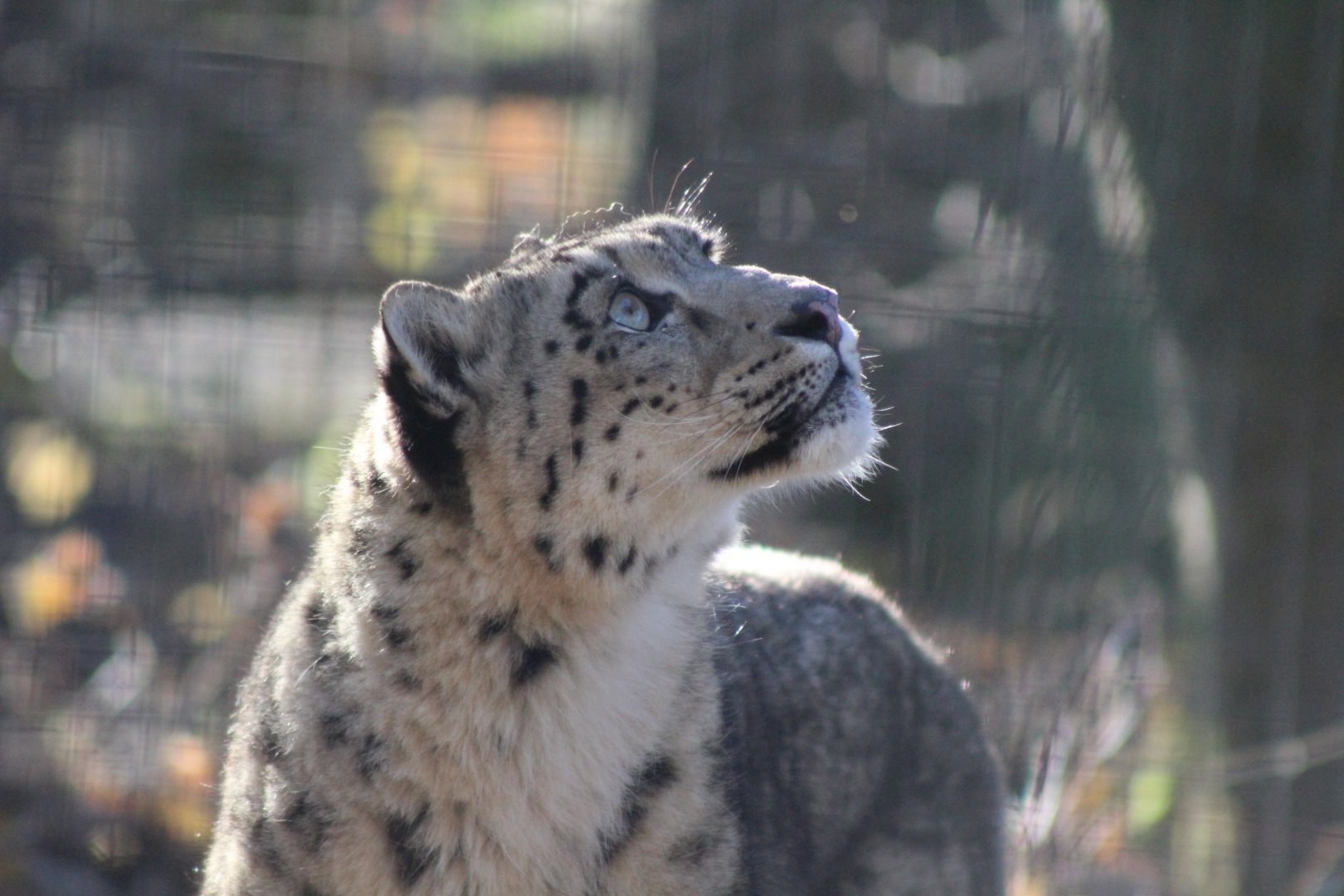 Snow Leopard