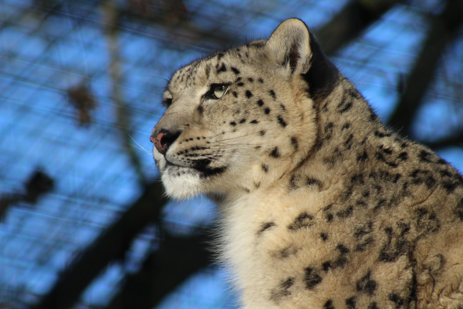 Snow Leopard
