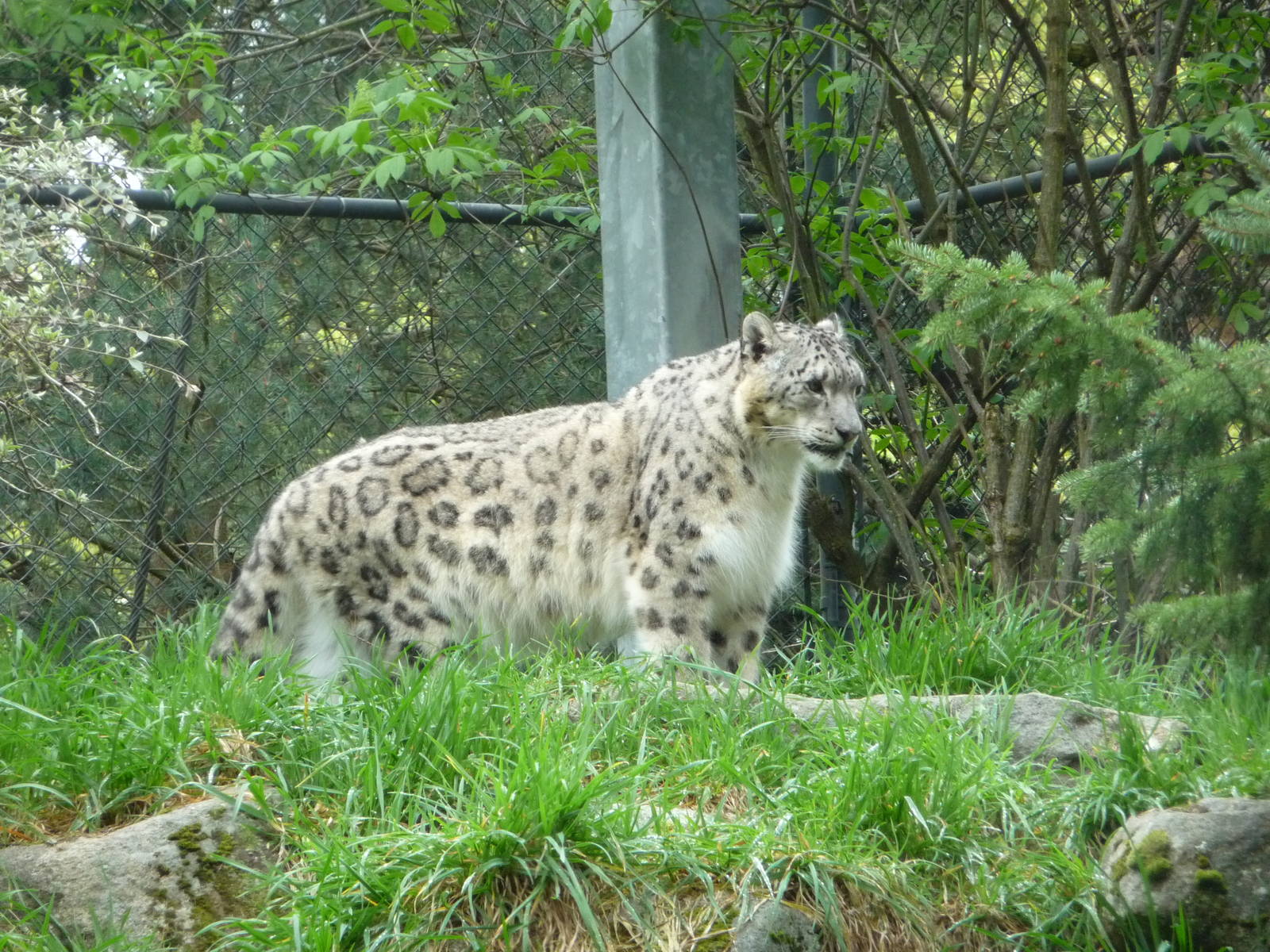 Snow Leopard