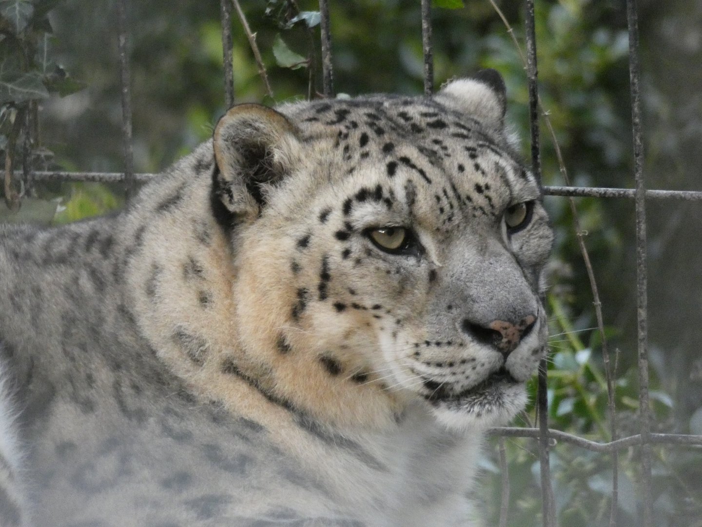Snow Leopard