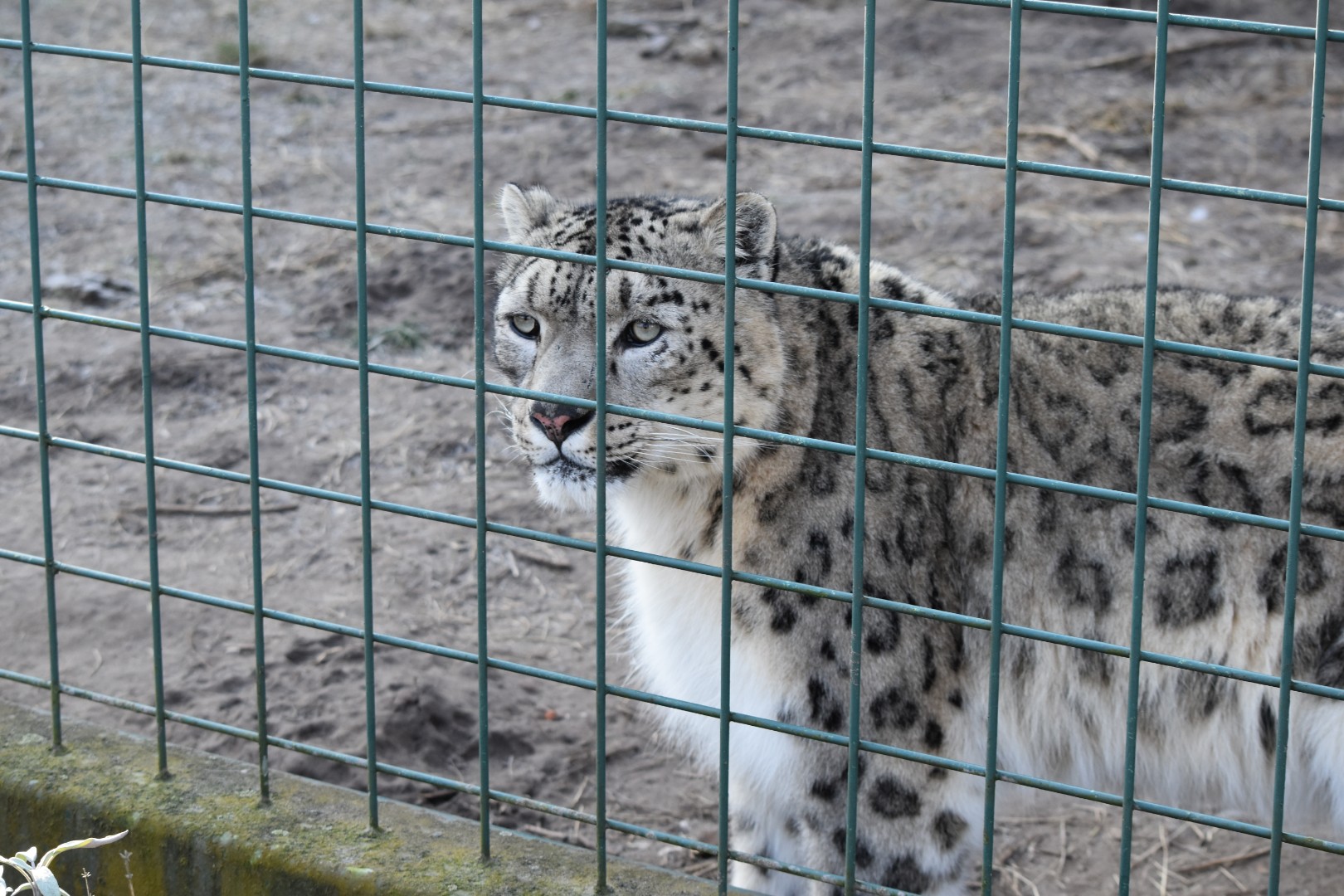 Snow leopard