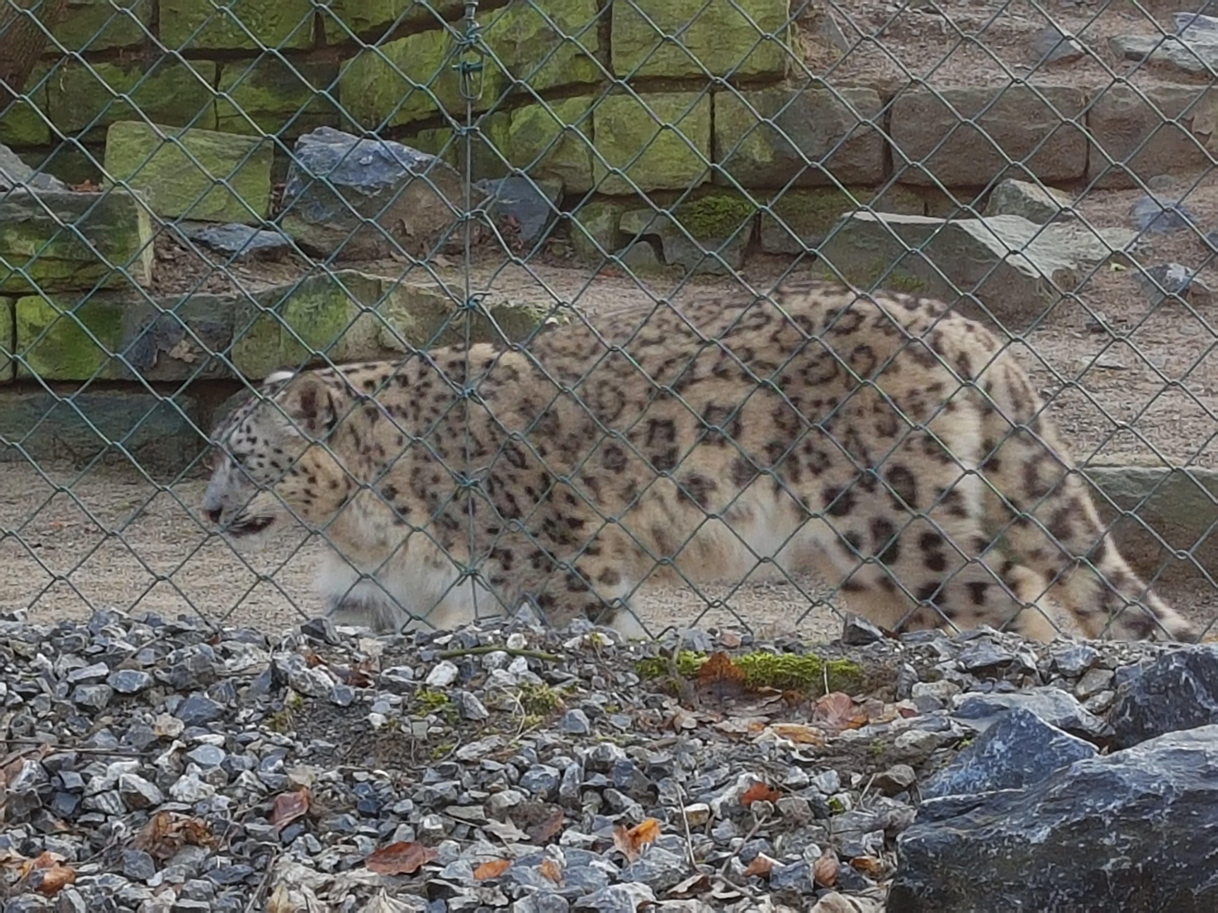 Snow leopard