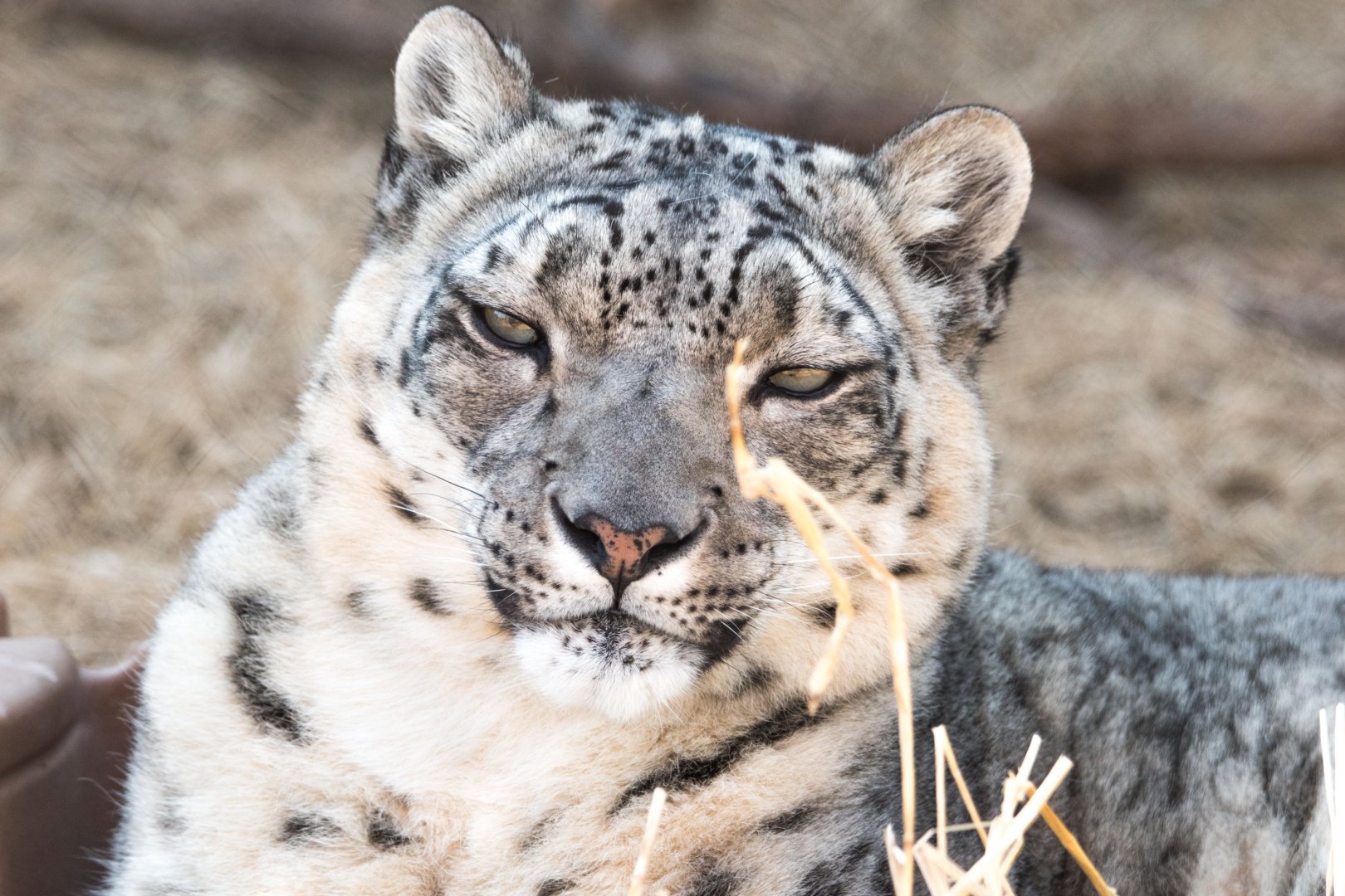 Snow Leopard