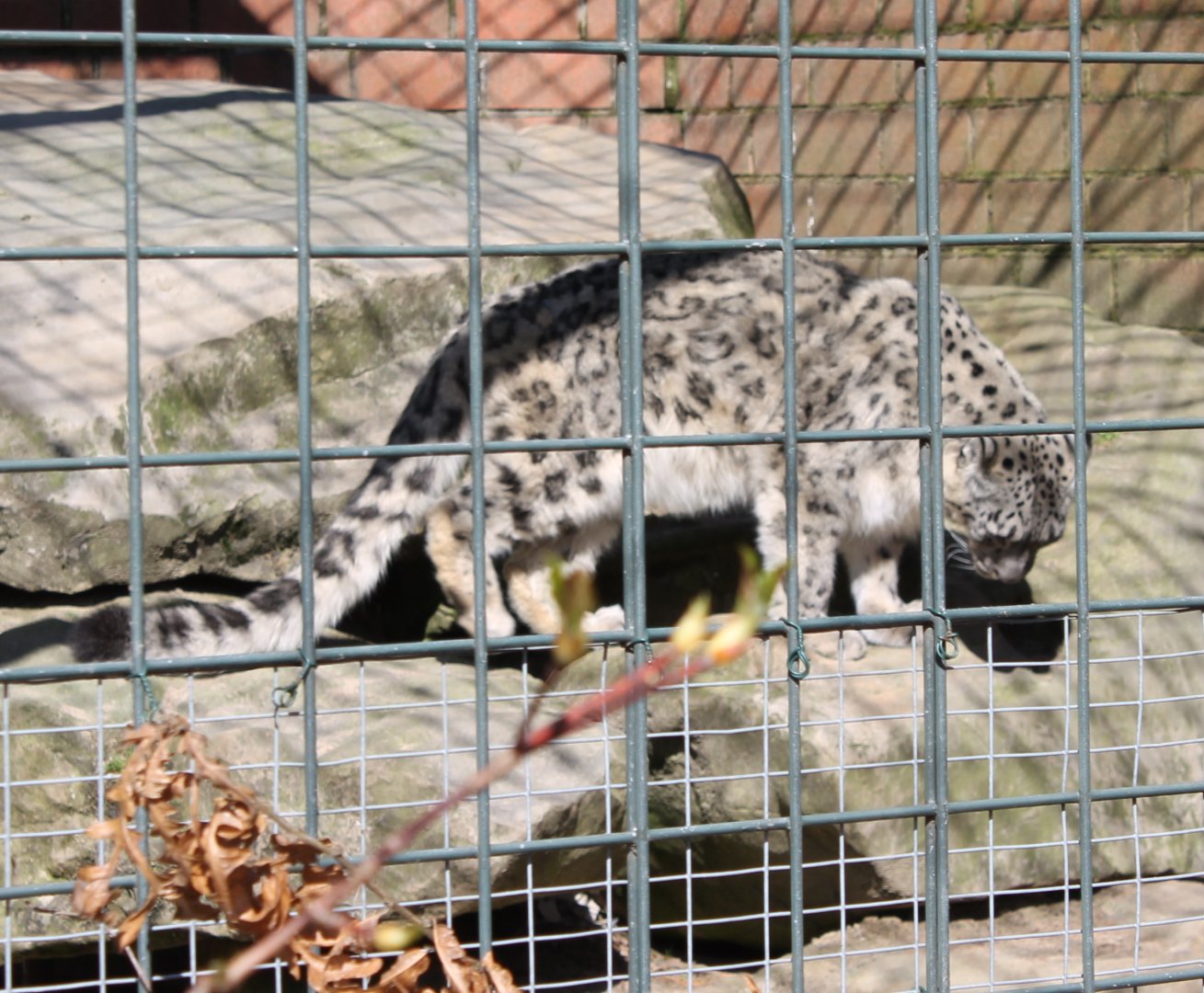 Snow leopard