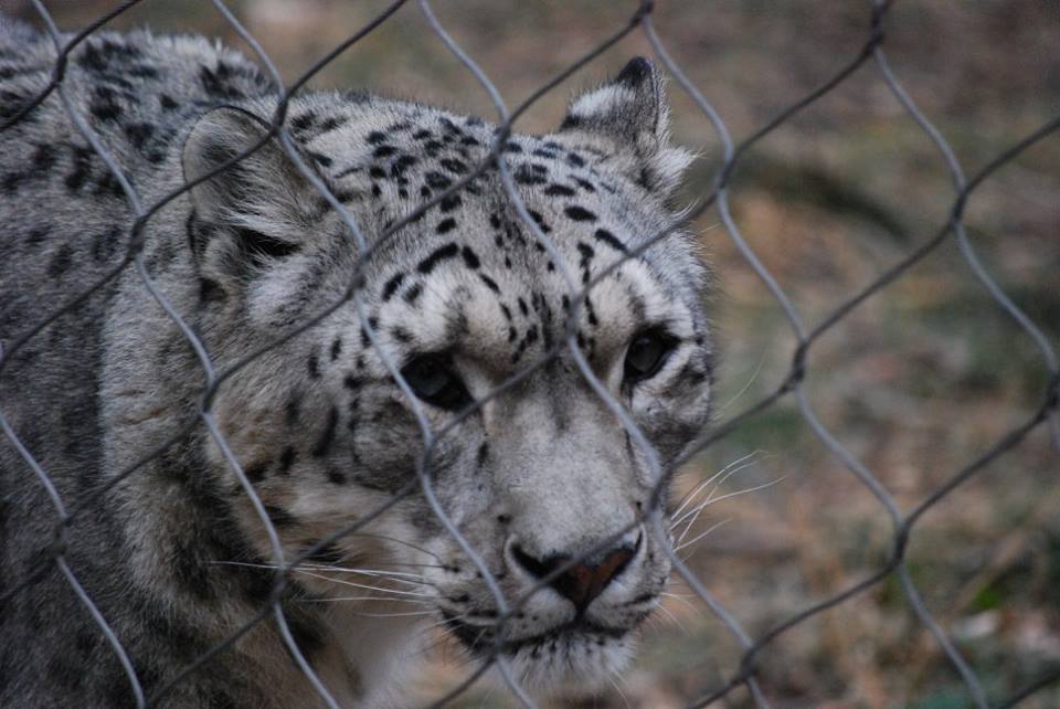 Snow Leopard