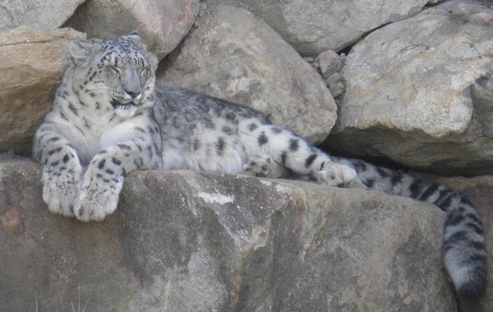 Snow leopard