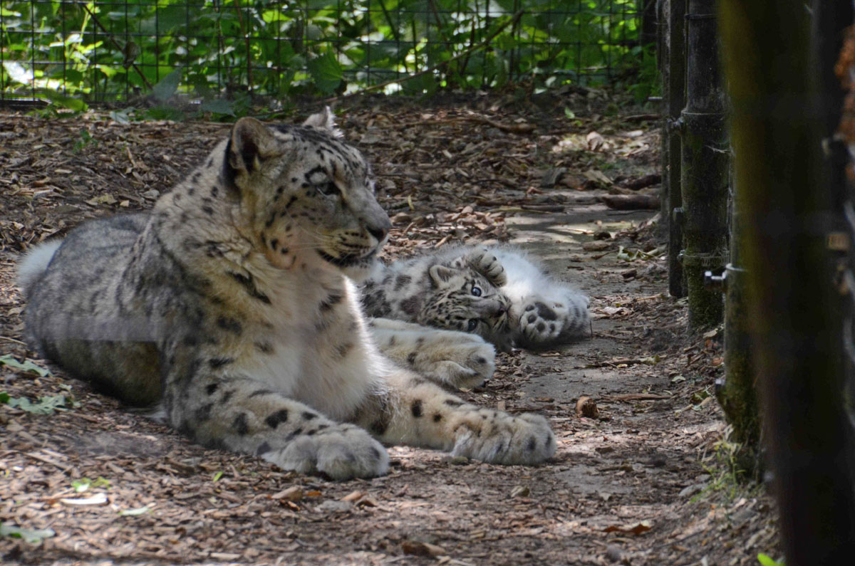 Snow Leopard