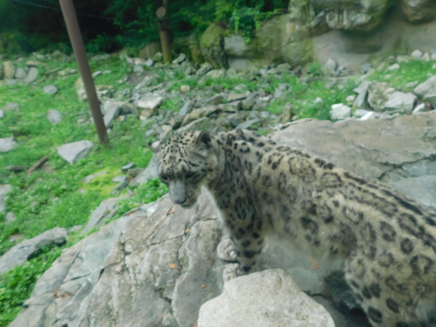 Snow Leopard