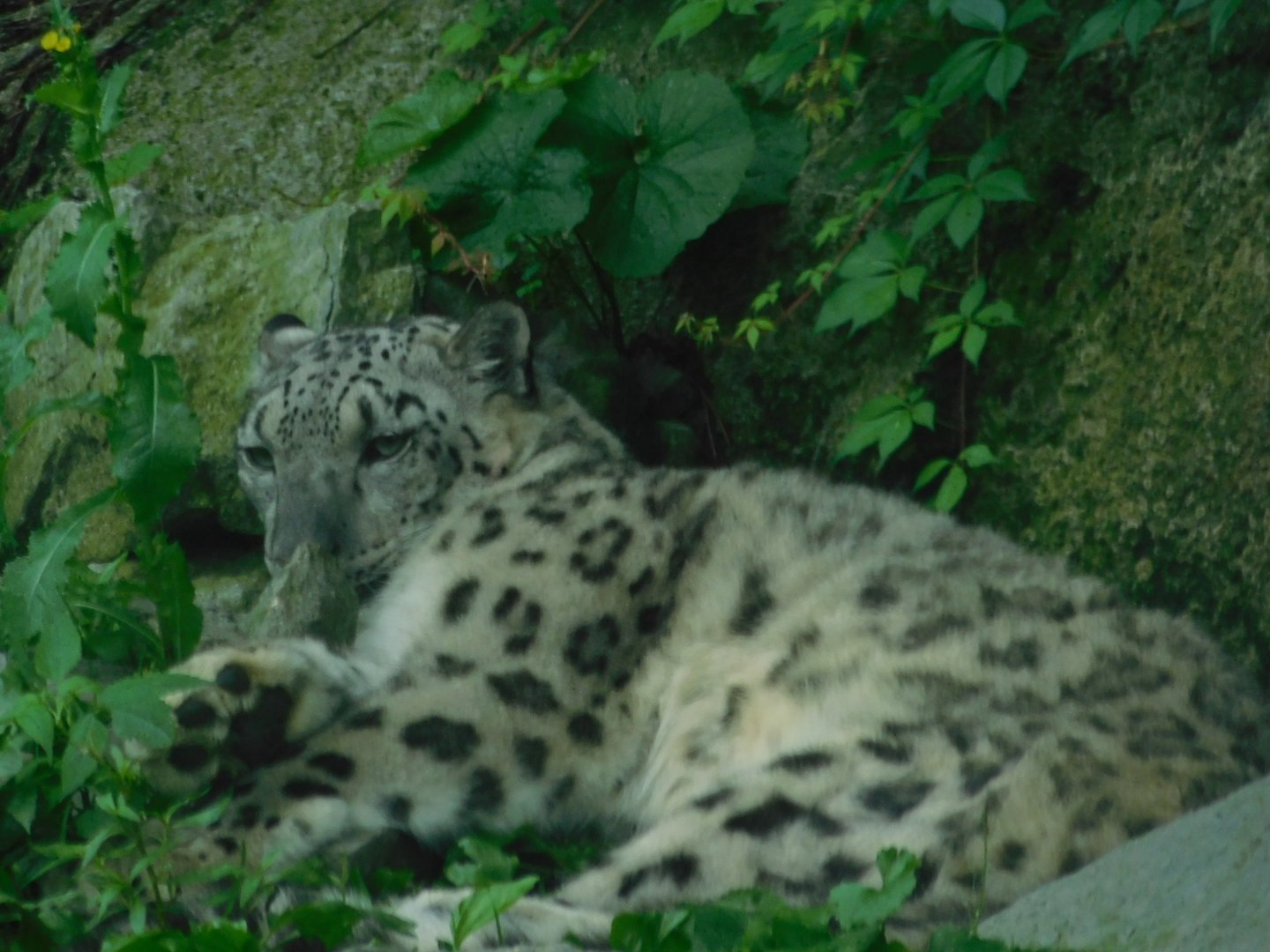 Snow Leopard