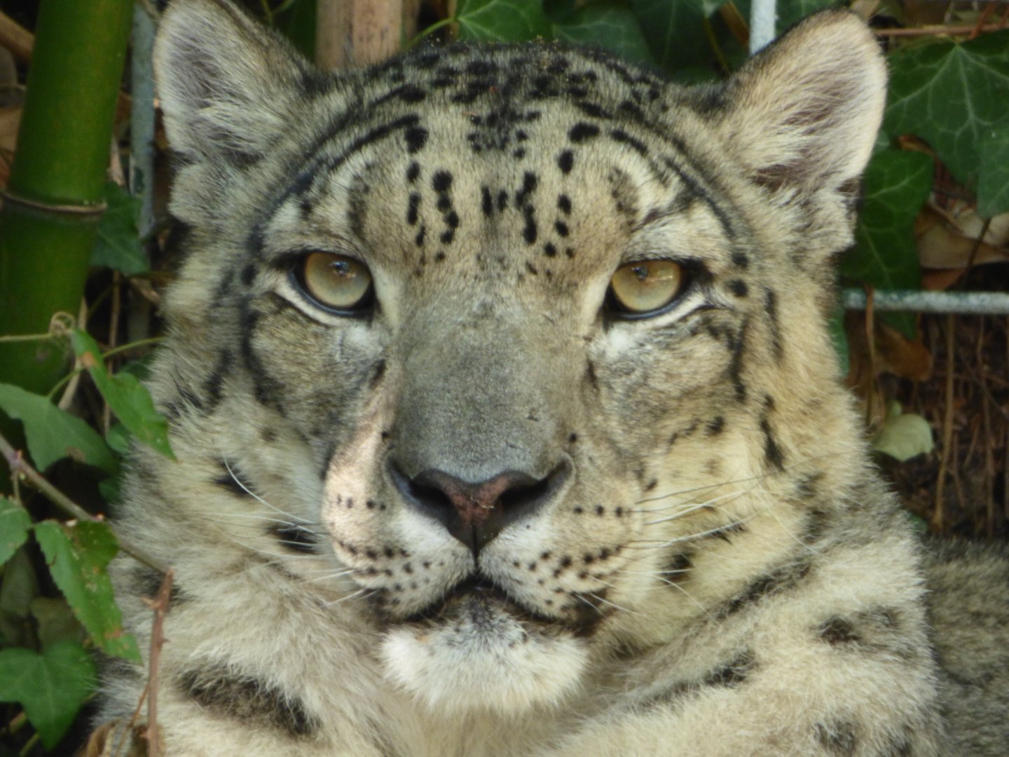 Snow Leopard