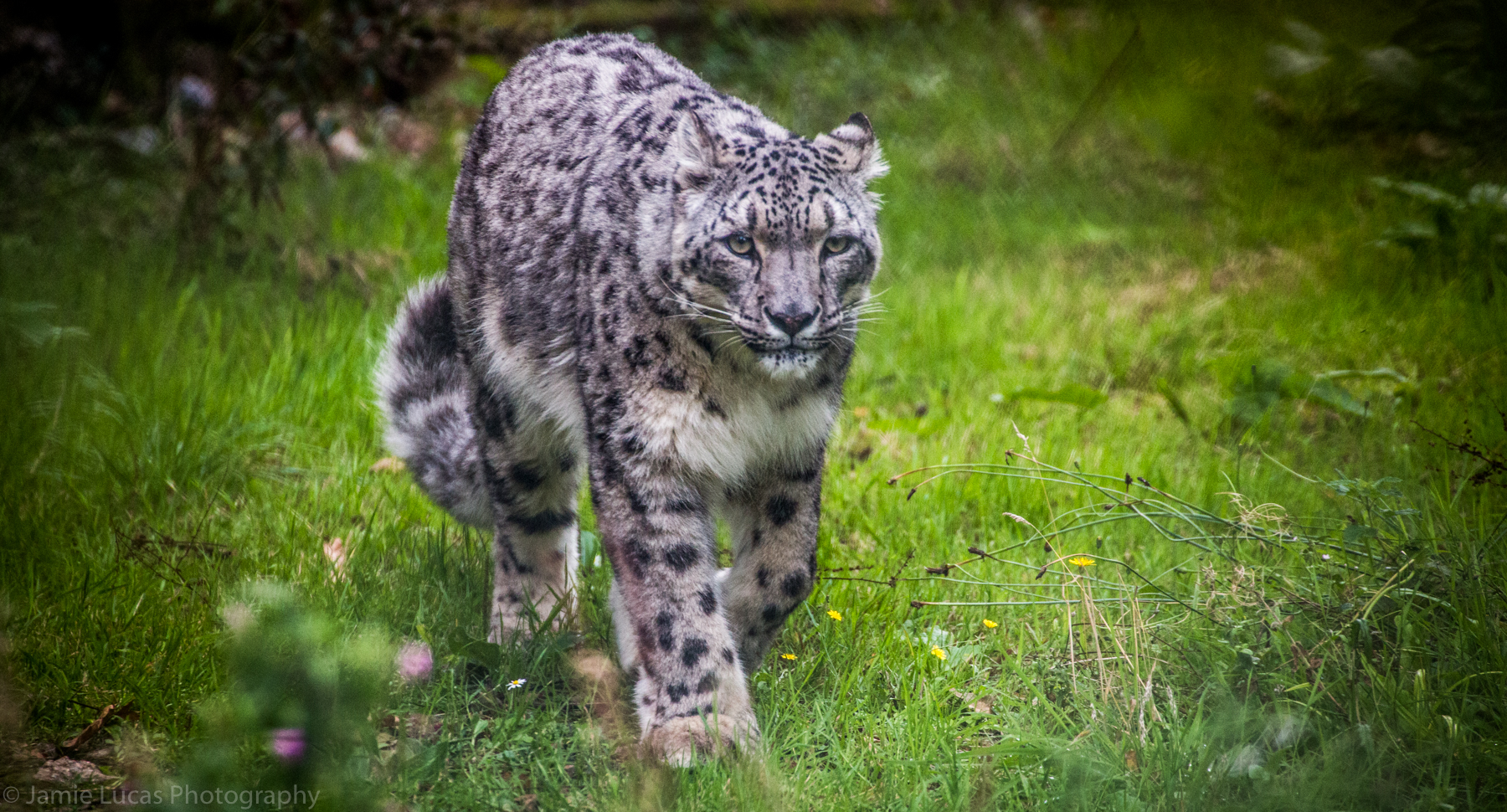 Snow Leopard