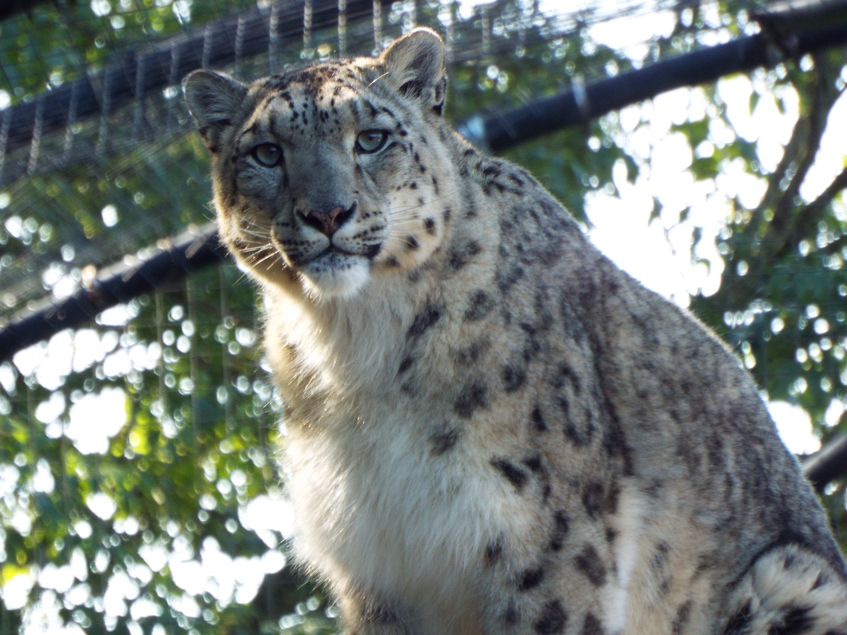 Snow Leopard