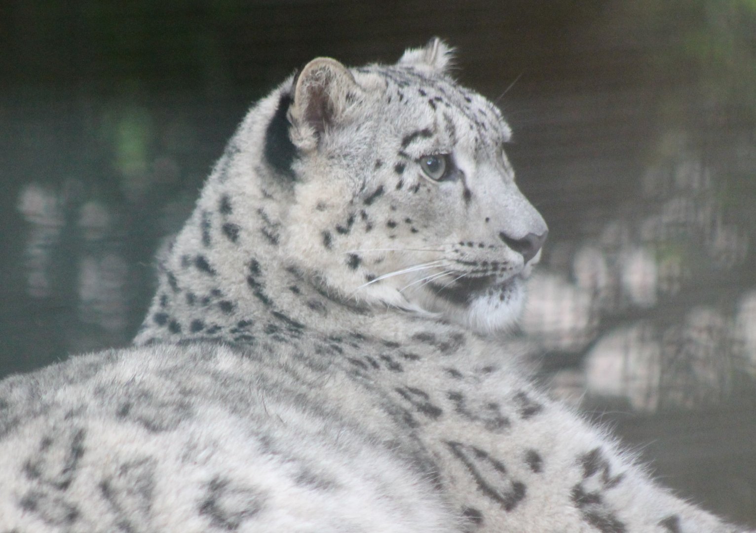 Snow leopard
