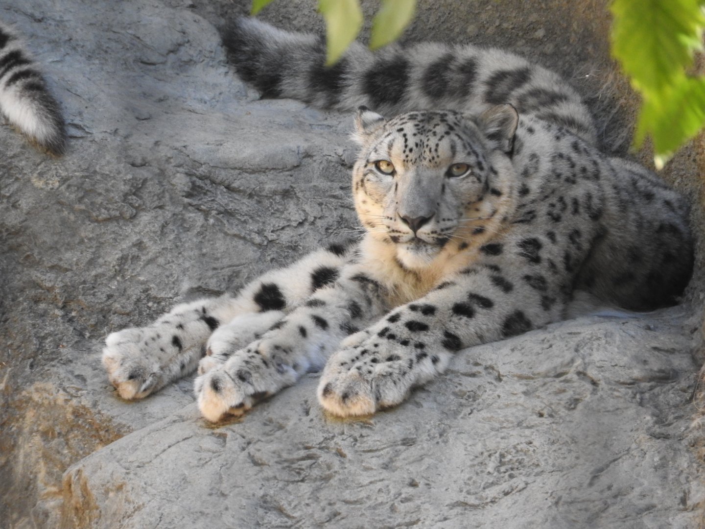 Snow Leopard