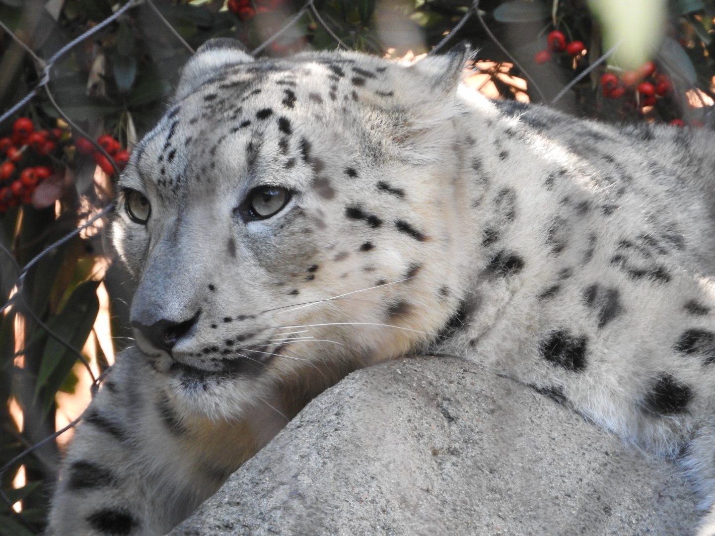 Snow Leopard