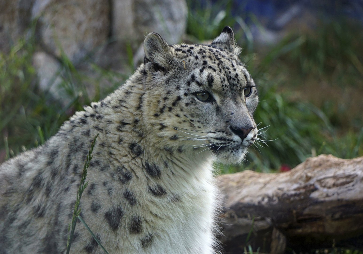 Snow leopard