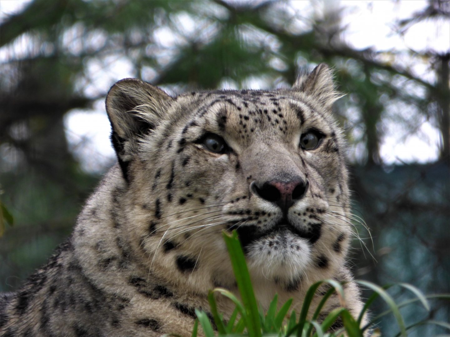 Snow Leopard