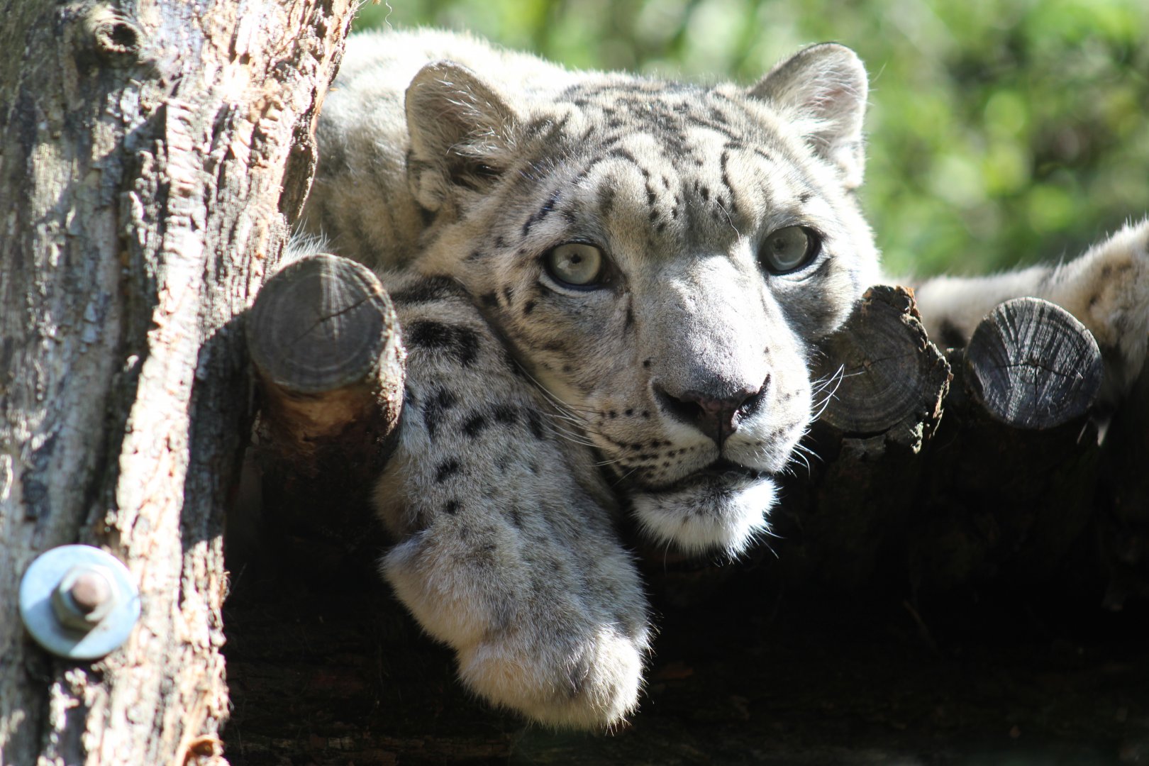 Snow Leopard