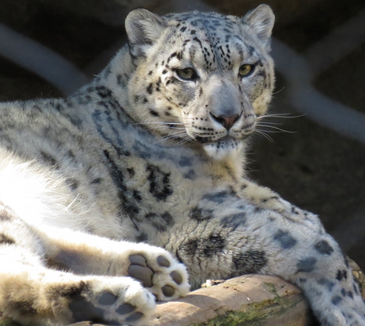 Snow leopard