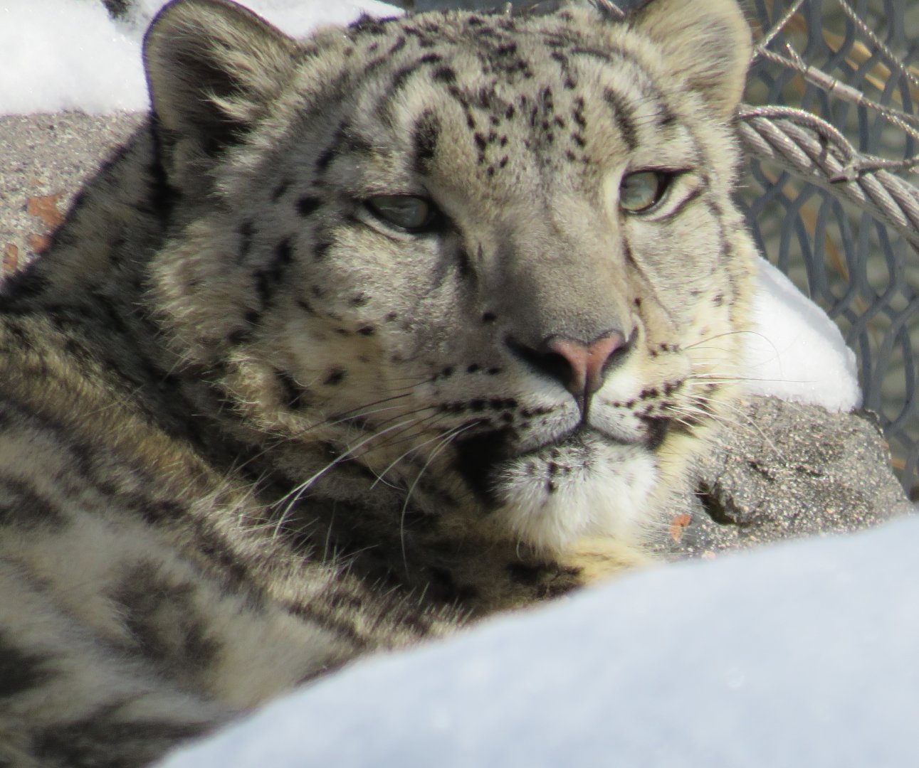 Snow leopard