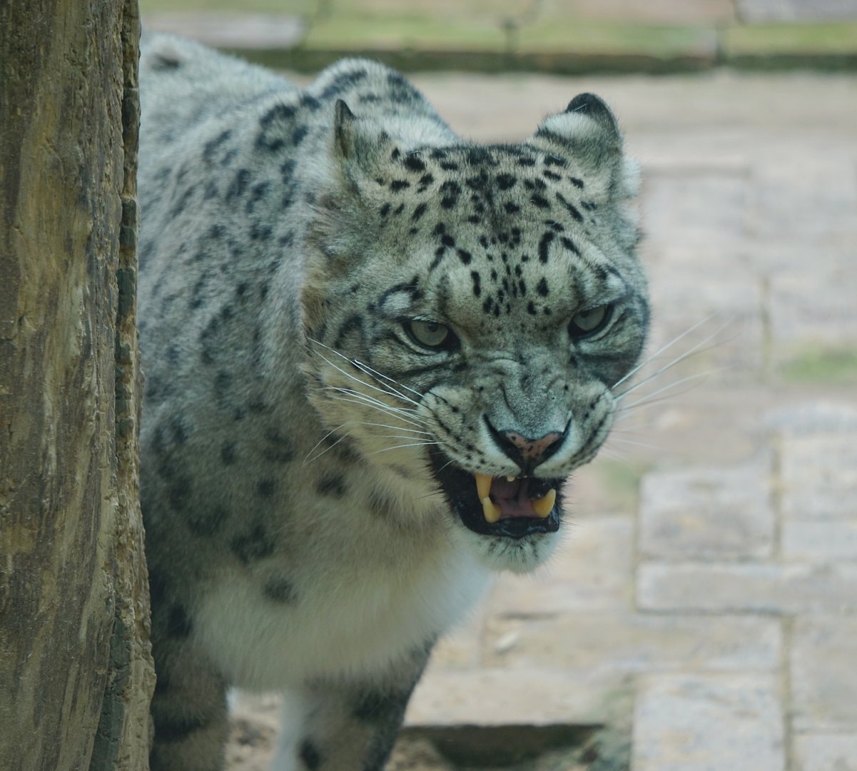 Snow leopard