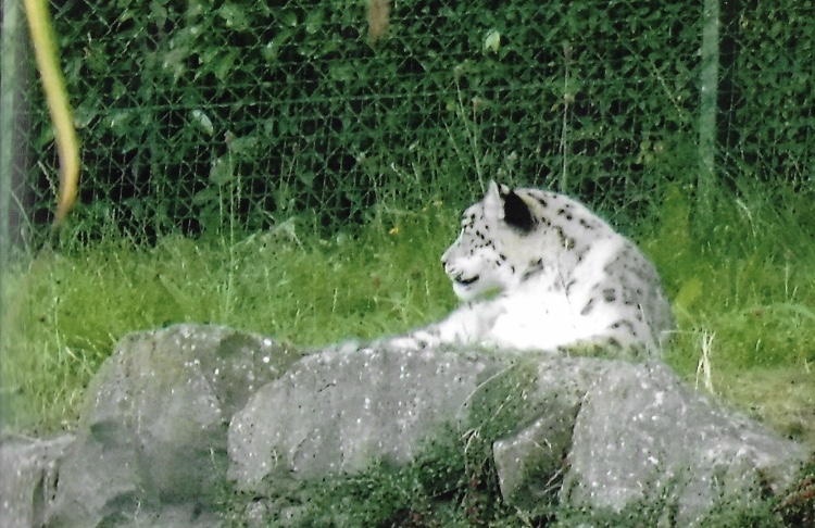 snow leopard