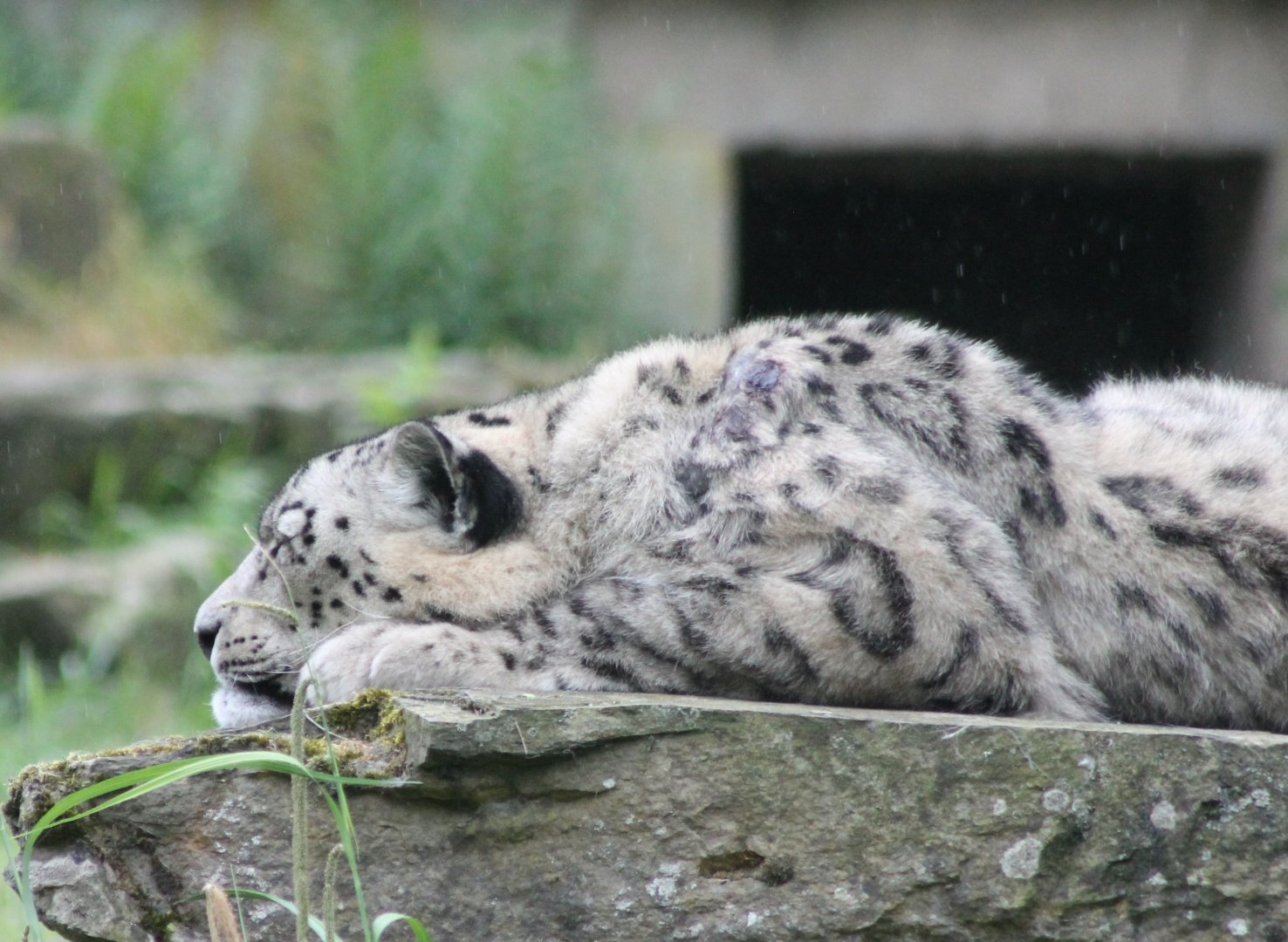 Snow leopard