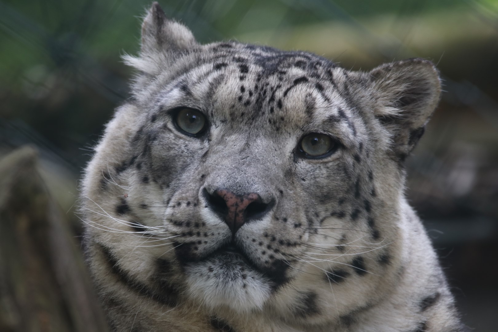 Snow leopard