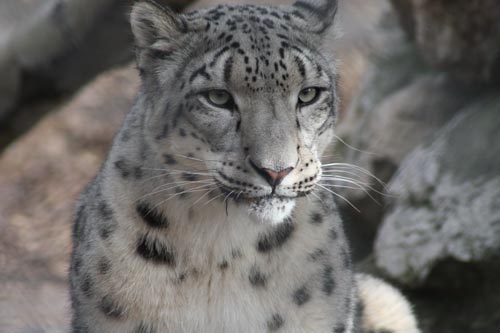 Snow Leopard