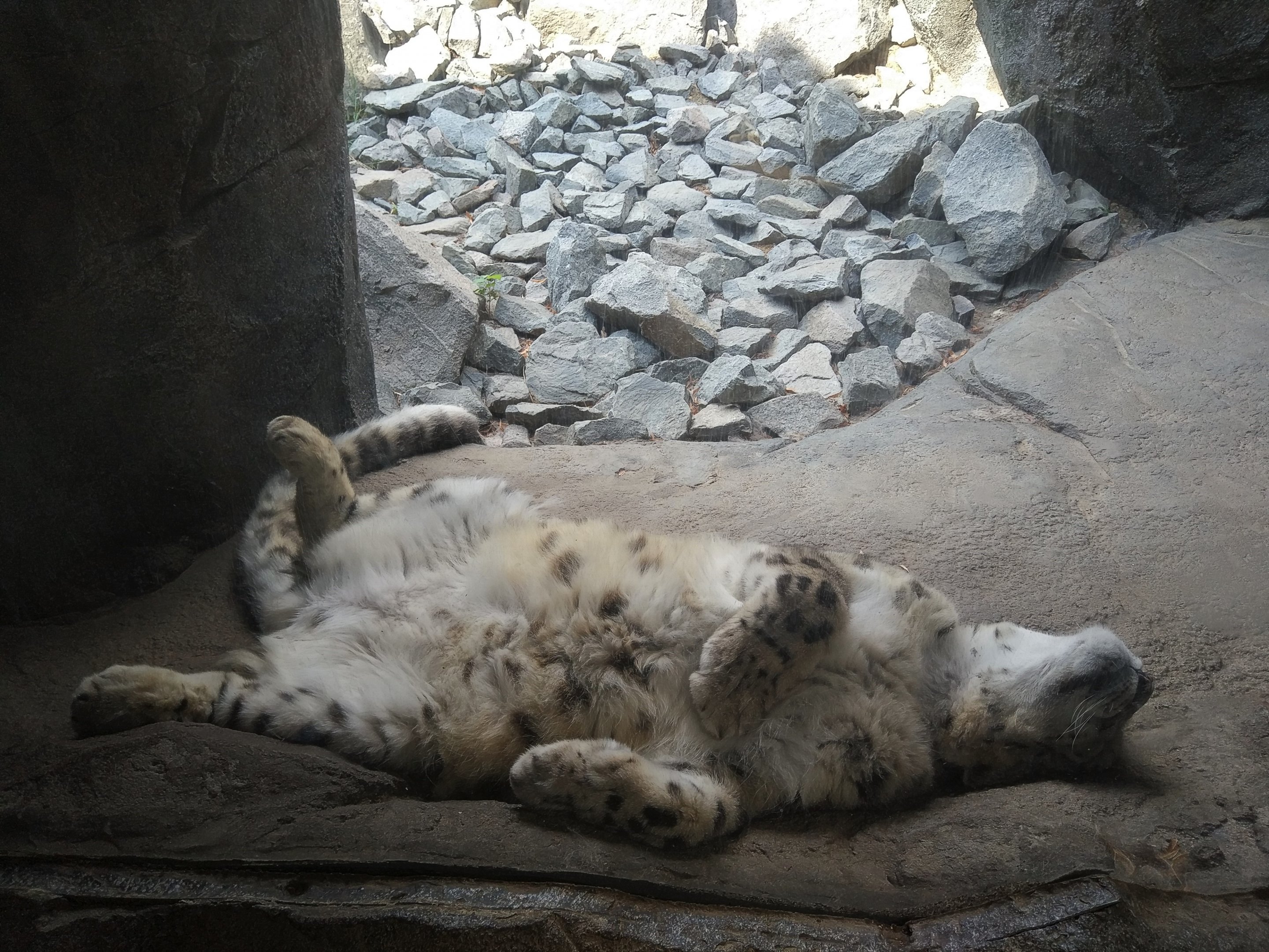 Snow Leopard