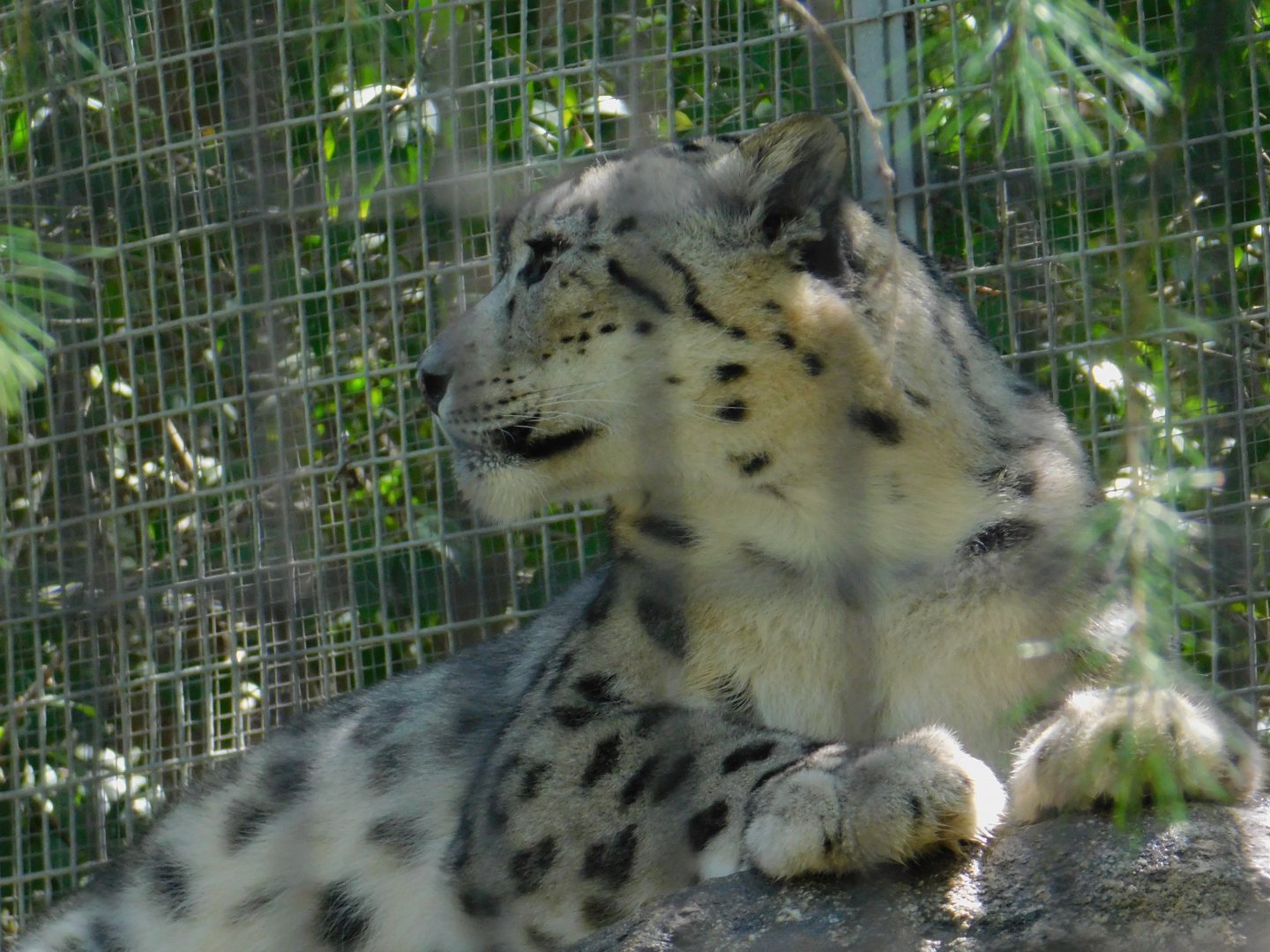 Snow Leopard