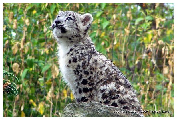 Snow Leopard