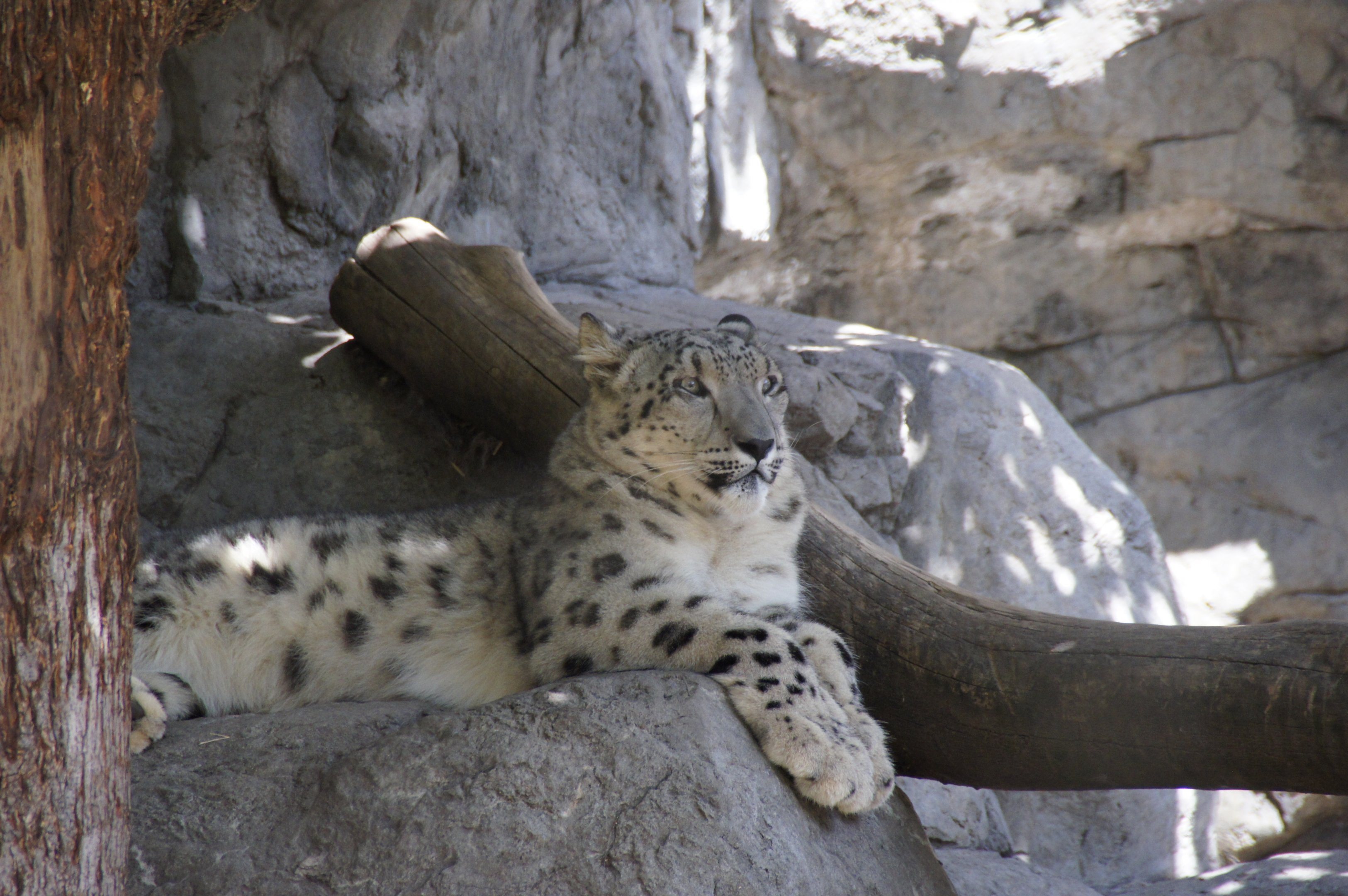 Snow Leopard
