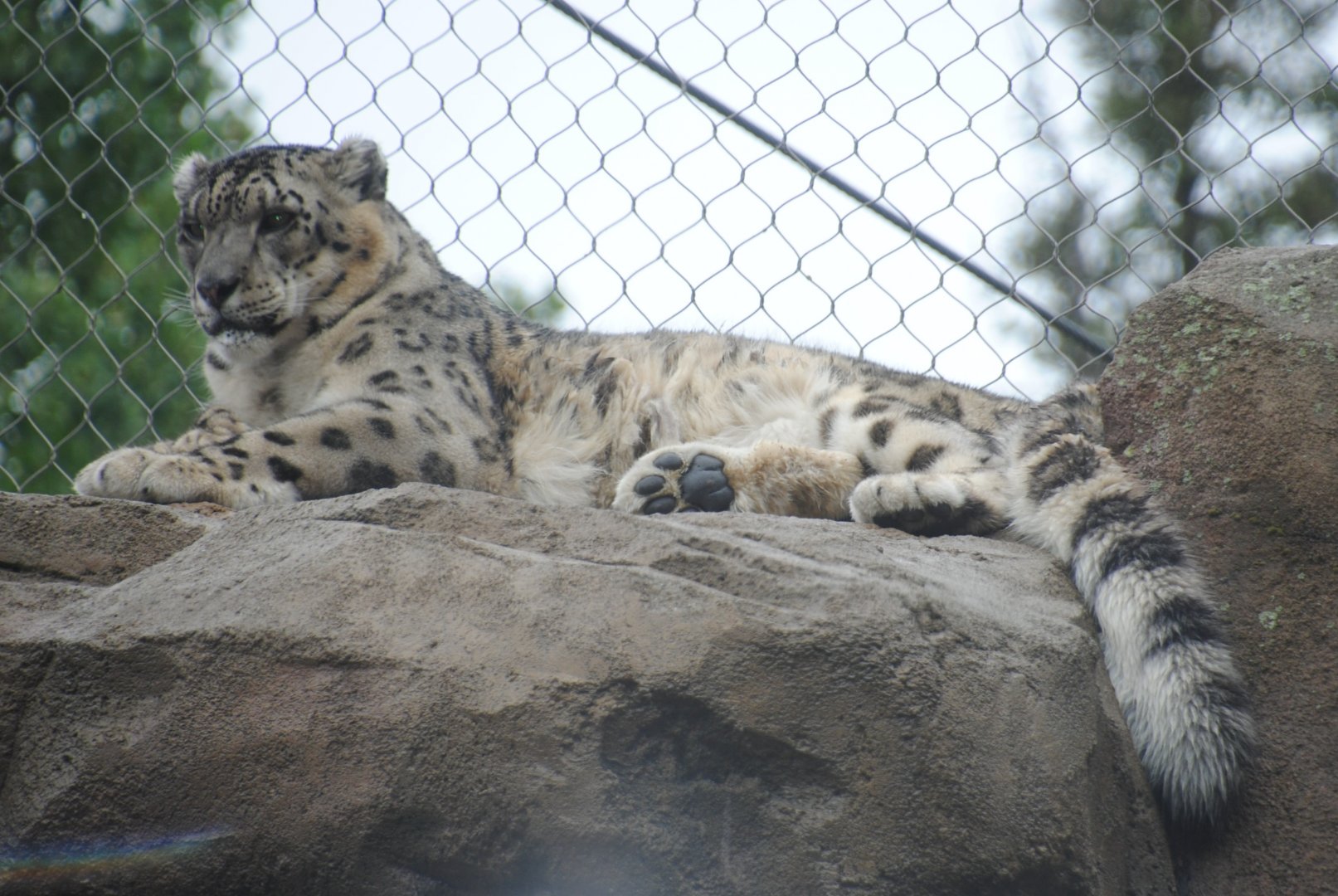 Snow Leopard