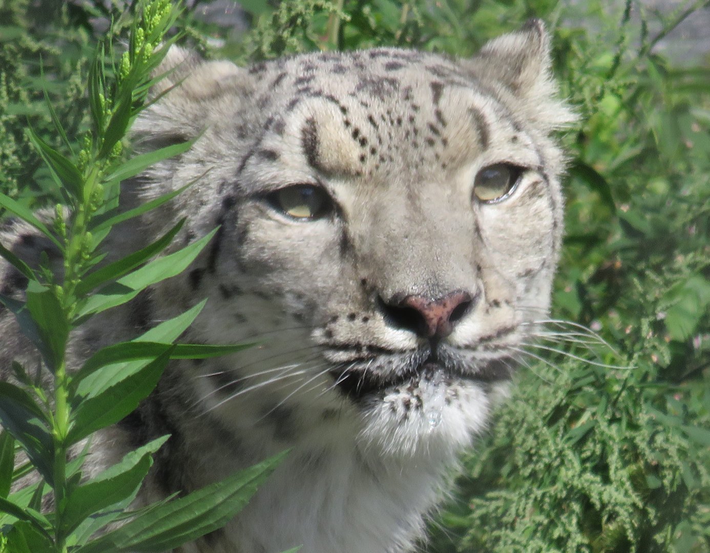 Snow leopard