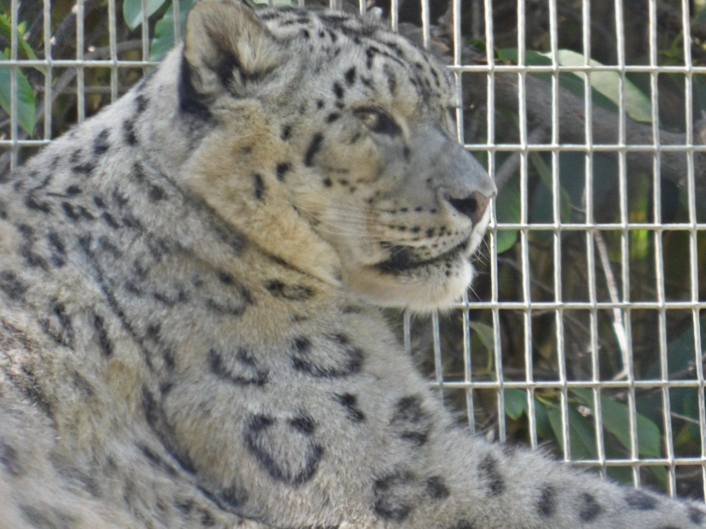 Snow Leopard