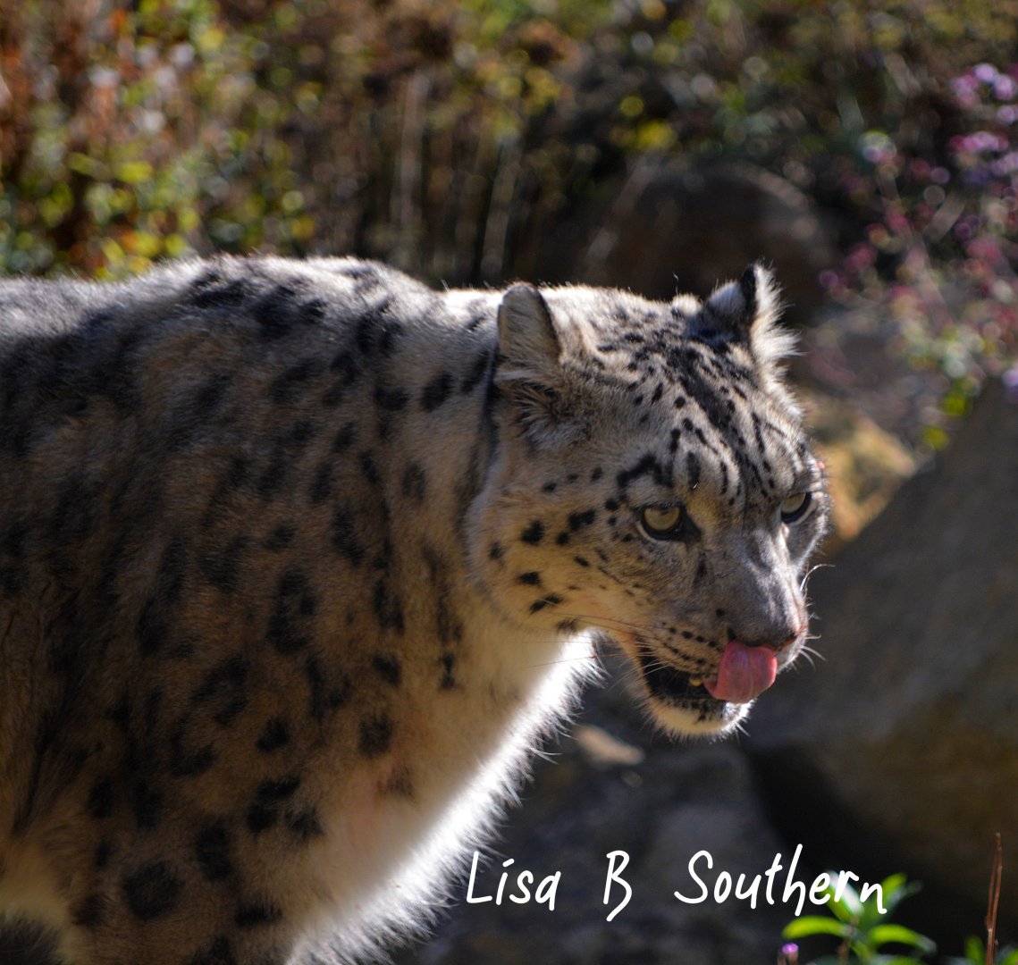 Snow Leopard