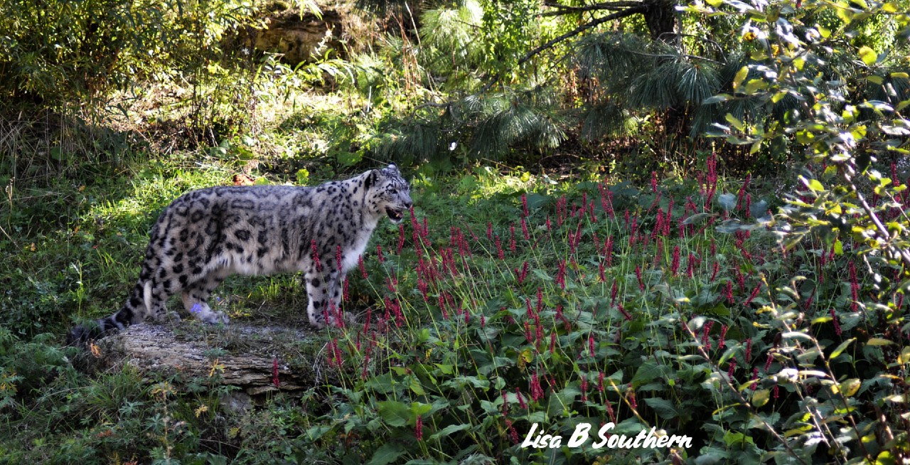 Snow Leopard