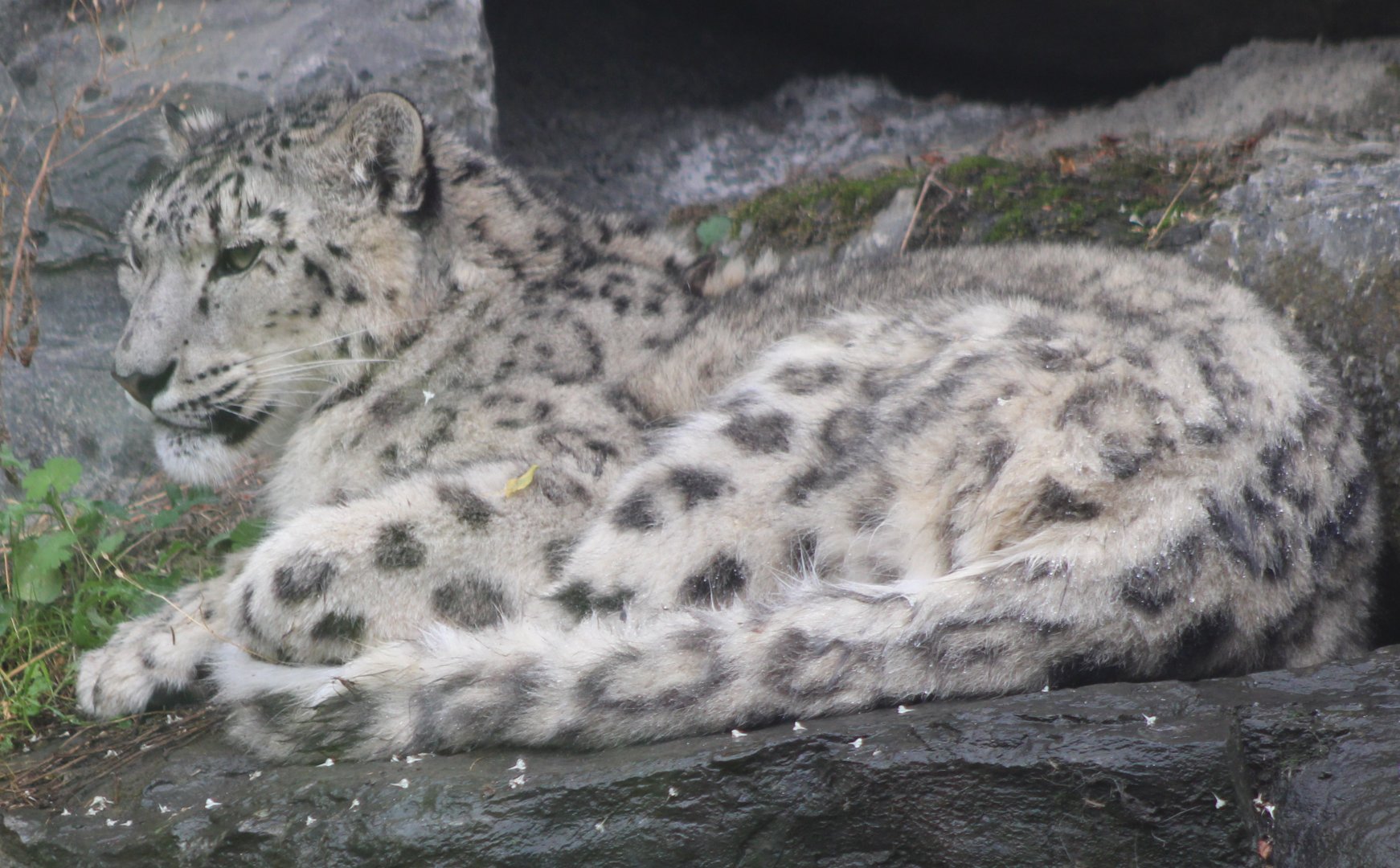 Snow leopard