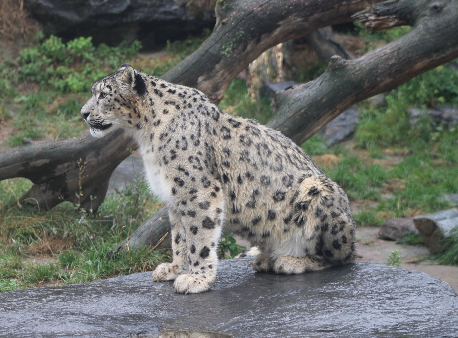 Snow leopard
