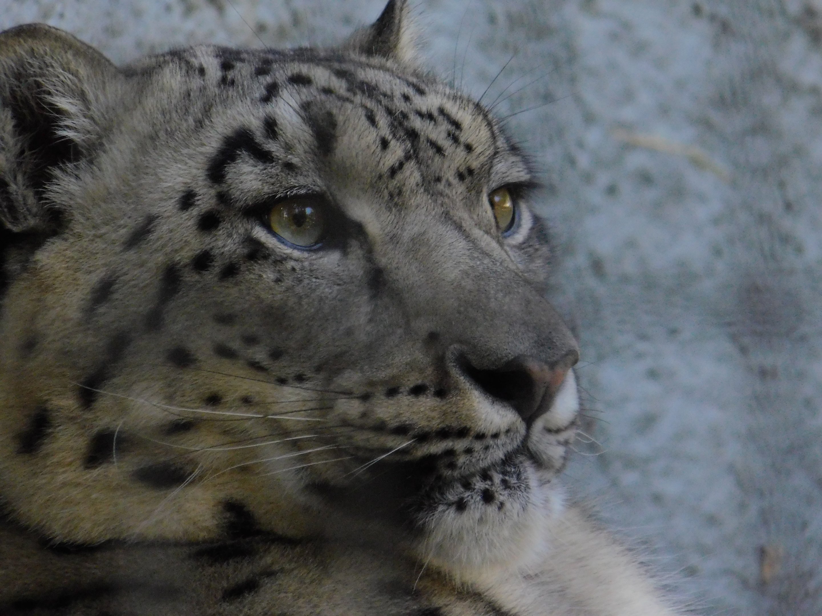Snow Leopard