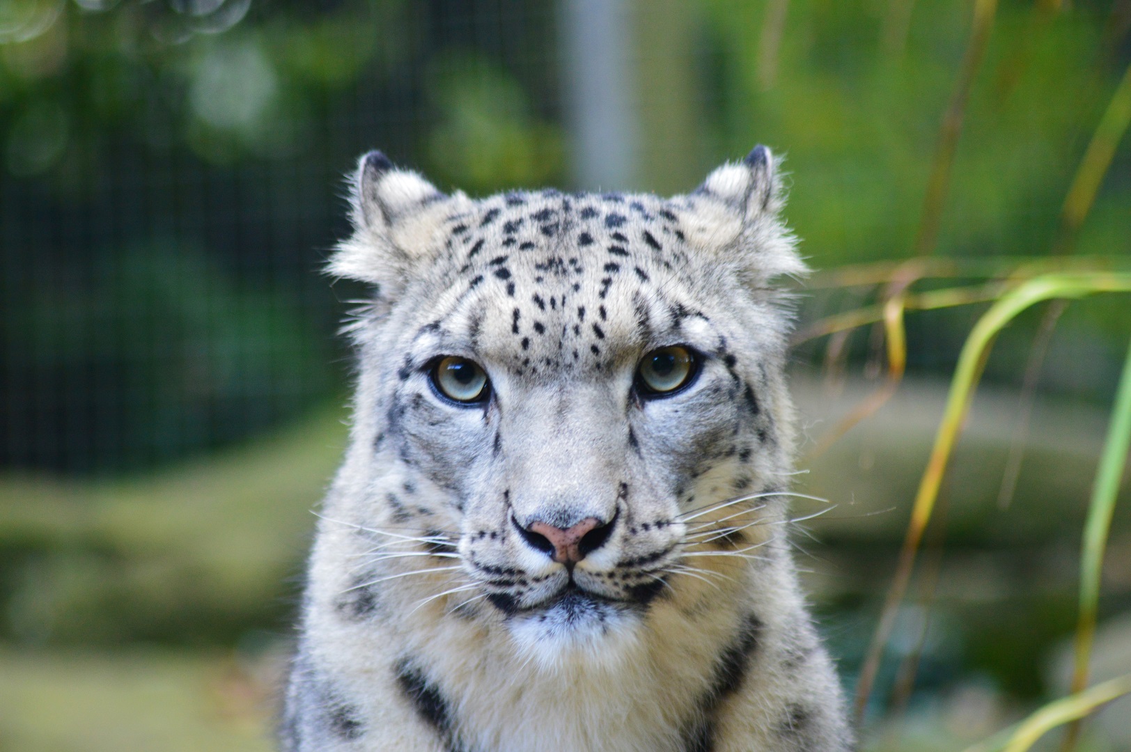 Snow leopard