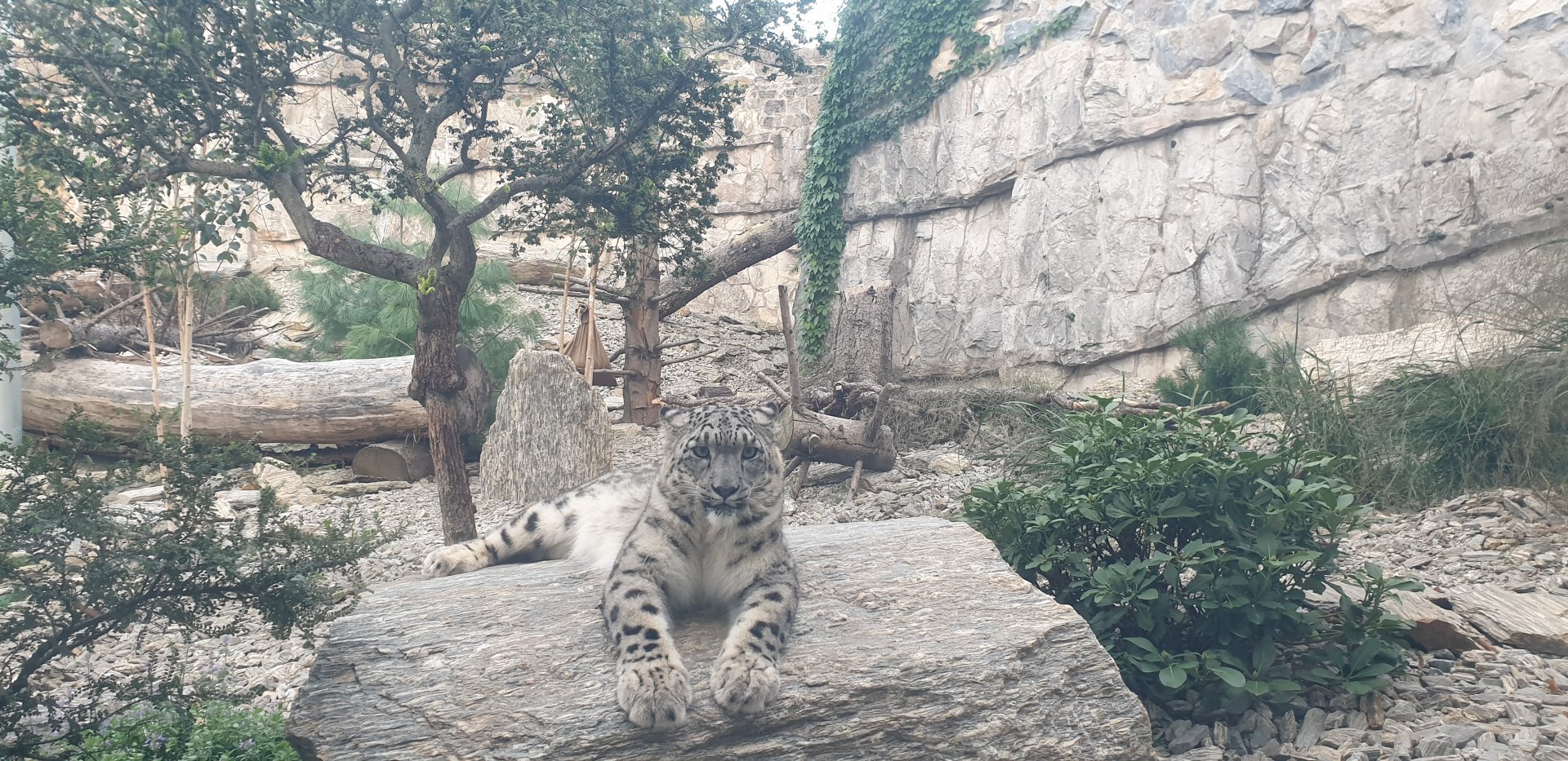 Snow Leopard