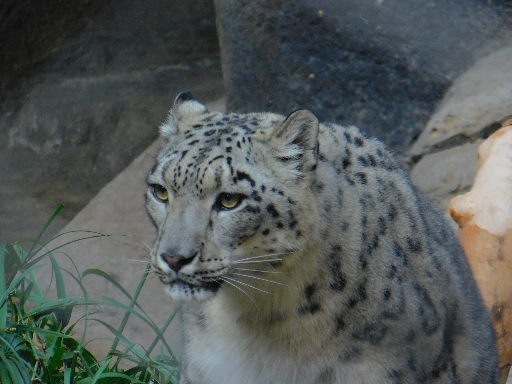 Snow Leopard