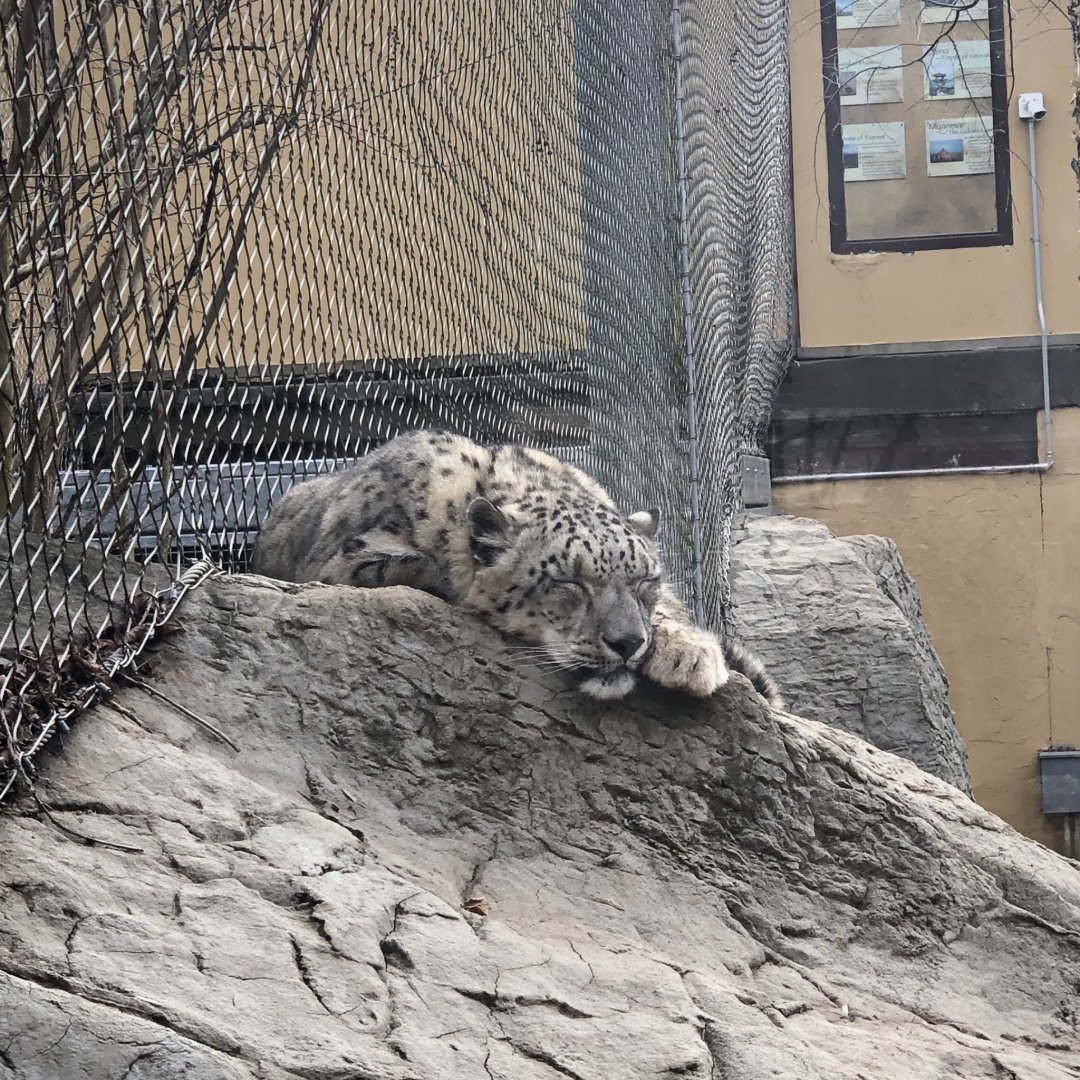 Snow Leopard